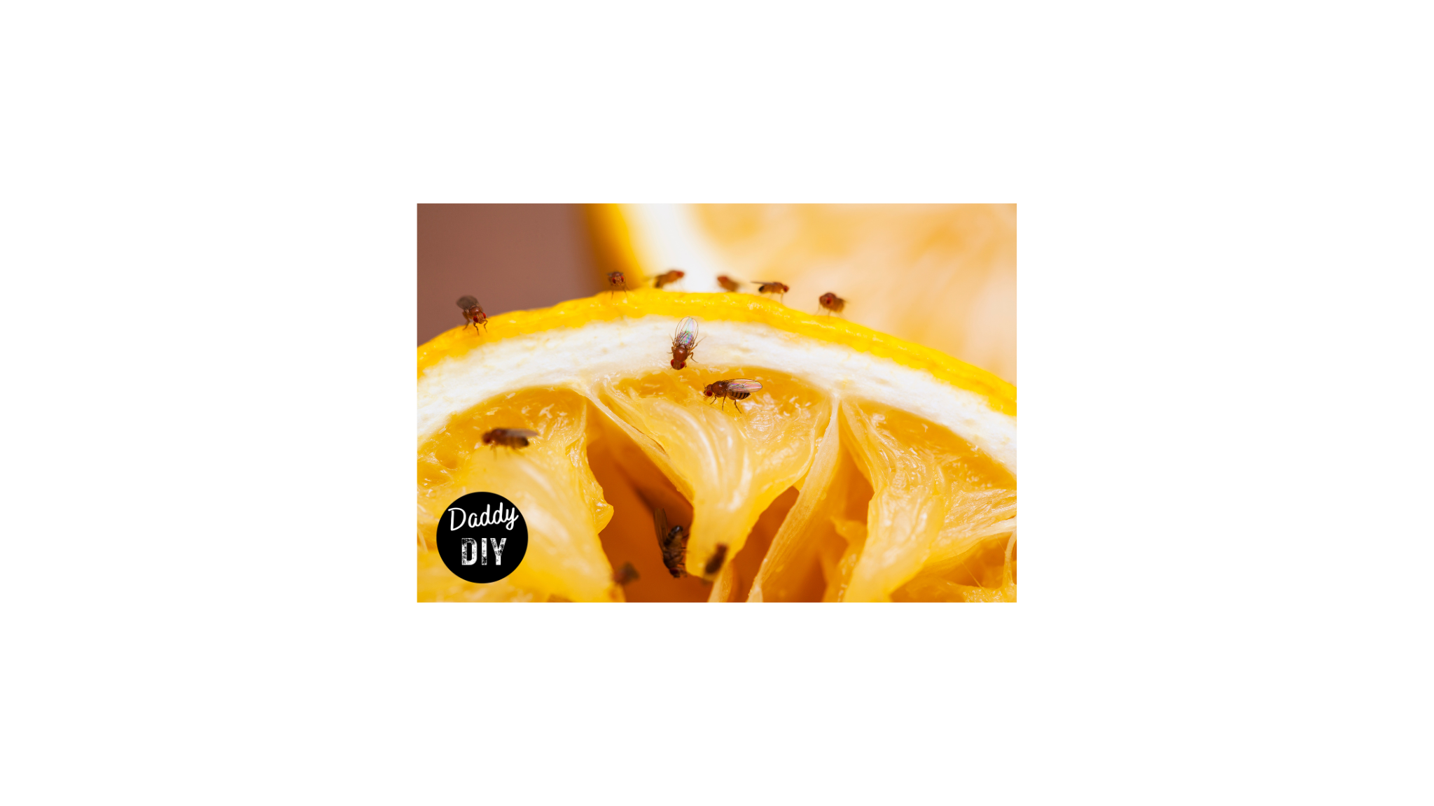 Read more about the article Banish Fruit Flies for Good with Daddy DIY’s Ultimate DIY Fruit Fly Trap!